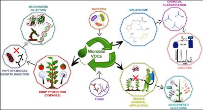 The power of the smallest: The inhibitory activity of <mark class="highlighted">microbial volatile</mark> organic compounds against phytopathogens